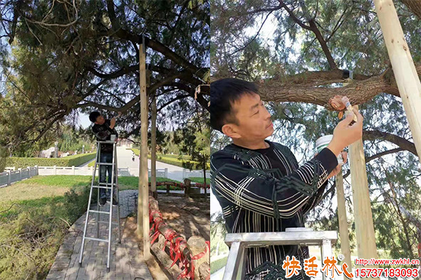 快活林愈傷膏古樹使用