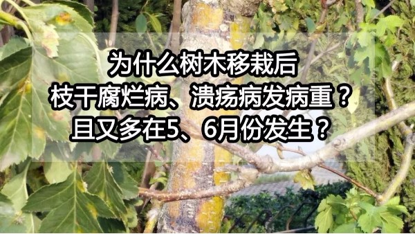 中威大叔營養(yǎng)吊針液涂白劑400-779-1088