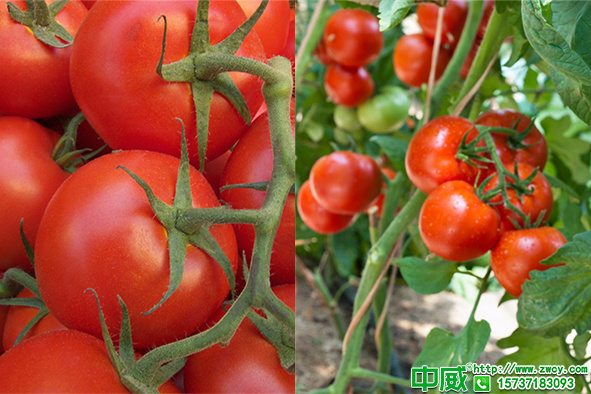 西紅柿種植技術(shù)，番茄種植高產(chǎn)施肥技術(shù)要點