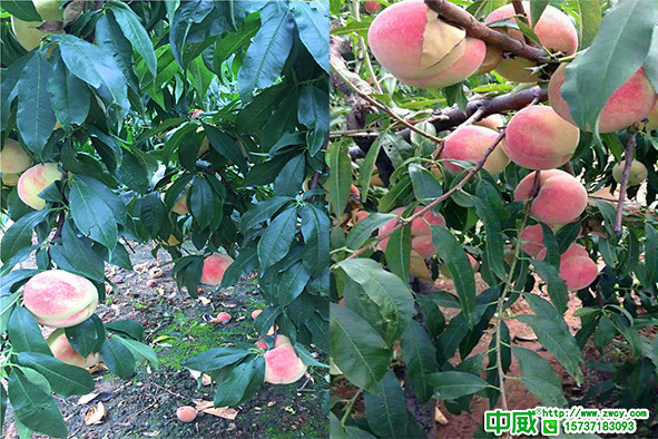 膨果期桃樹管理要點，桃樹怎么追肥膨大更安全
