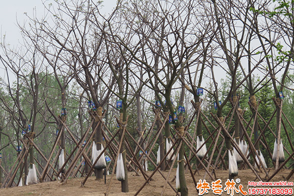 快活林大樹營養(yǎng)液使用