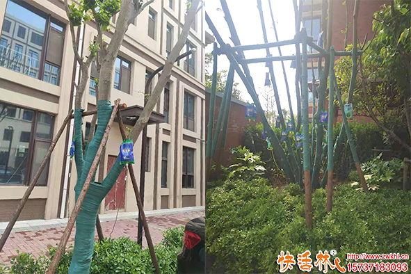 快活林營養(yǎng)液小區(qū)養(yǎng)護