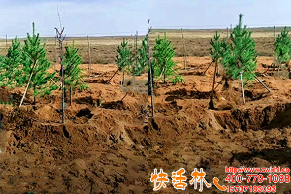 秋季移栽注意什么？山東臨沂謝經(jīng)理朋友高度認可快活林
