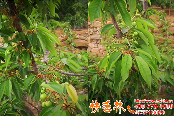 果樹防凍劑有哪些，山東青島柳經(jīng)理櫻桃樹用快活林結(jié)果都多了