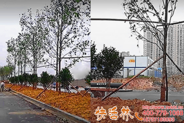 湖南常德莊經(jīng)理工程用快活林大樹營養(yǎng)液，聯(lián)系快活林工程省心