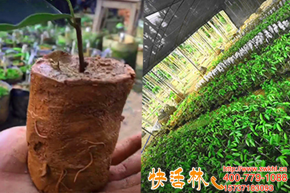 什么品牌的生根劑好，廣東茂名杜經(jīng)理反季節(jié)扦插沉香成活率翻兩倍