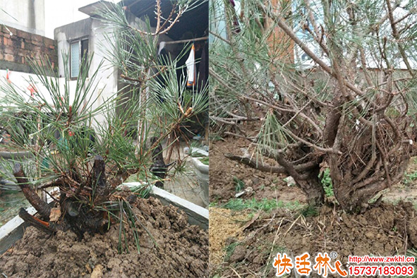 下山黑松老樁生根劑什么牌好？黑松怎么種植養(yǎng)護恢復快？
