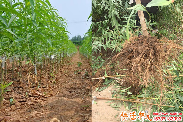 桃樹怎么生根快？桃樹苗生根劑哪個好？