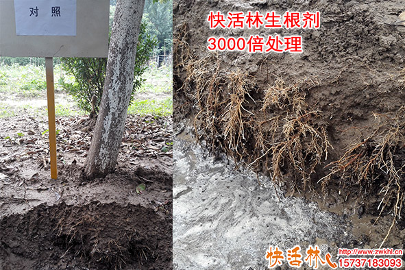 樹苗栽后多久扎根？樹木怎么養(yǎng)護(hù)扎根快？