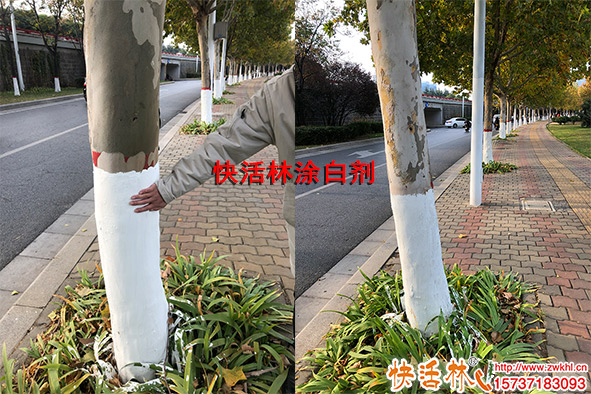 行道樹樹干涂白用什么涂白劑好？涂白劑廠家哪個(gè)好？