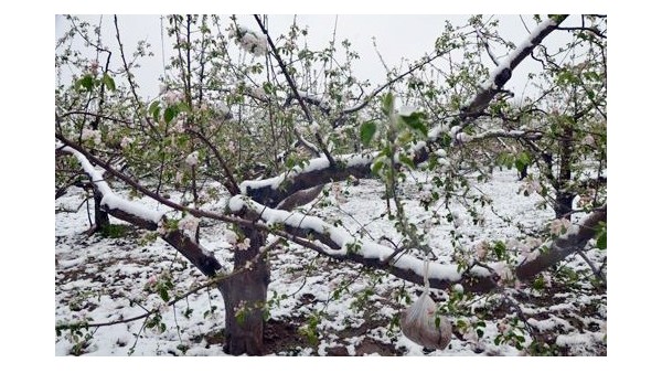 提前告訴你，雪后如何挽救苗木？可別重蹈去年的覆轍！