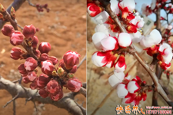 快活林防凍劑杏樹(shù)防凍