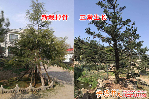 松樹(shù)快死了掉松針怎么辦？松樹(shù)怎么栽種養(yǎng)護(hù)容易活？