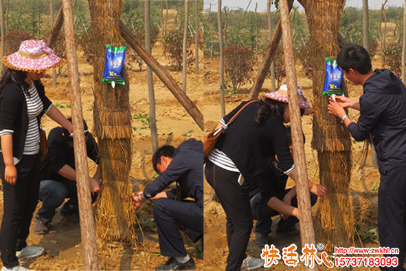樹木吊針液哪個(gè)好？快活林樹木營養(yǎng)液批發(fā)，廠家一手貨源