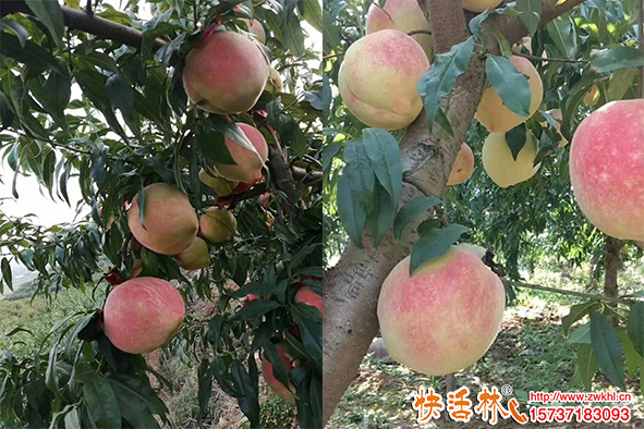 怎么給桃樹輸液補(bǔ)營養(yǎng)？利用桃樹營養(yǎng)液防落果促膨果技術(shù)