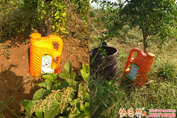 快活林防凍劑石石榴樹使用