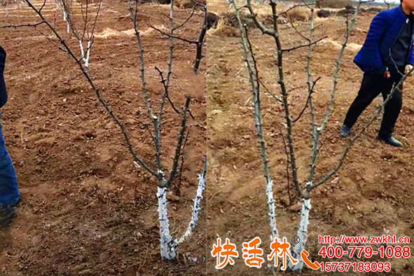 快活林果樹涂白劑哪里有，甘肅隴南楊經(jīng)理百畝花椒不再受凍