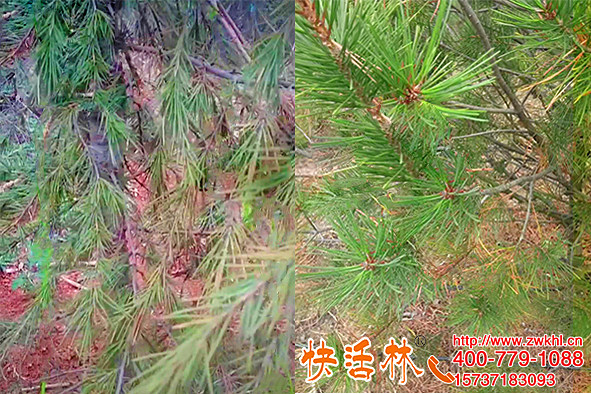 生根粉哪個品牌好用？內(nèi)蒙古錫林郭勒汪經(jīng)理直夸快活林起作用了