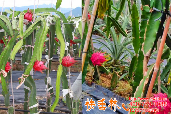 果樹生根劑用什么好？廣西平南縣鄧經(jīng)理火龍果根好提產(chǎn)20%