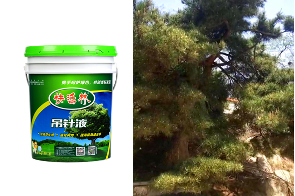 樹(shù)木營(yíng)養(yǎng)液輸液袋多少錢(qián)一袋，武漢程經(jīng)理古樹(shù)這么快就恢復(fù)了