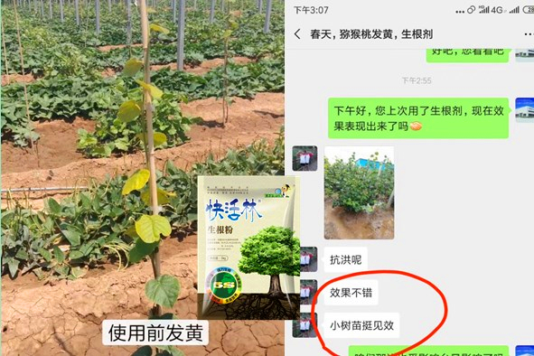 果樹用什么生根粉好？臨沂黃經(jīng)理獼猴桃臺風(fēng)后也能正常長
