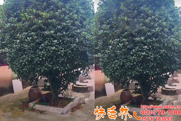 大樹專用營養(yǎng)液還得快活林，安徽安慶張經(jīng)理桂花樹一周恢復(fù)長勢