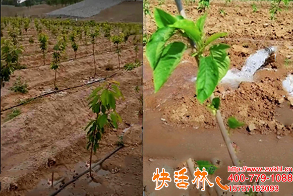 快活林生根粉的作用這么大，遼寧大連金經(jīng)理櫻桃苗為啥這么健壯