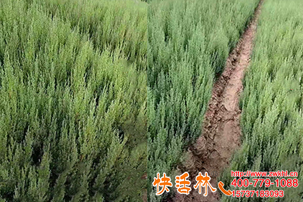快活林強(qiáng)力生根劑兌水2噸還有效果，湖北襄陽孔經(jīng)理再也不懷疑