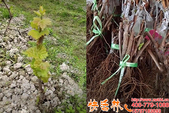快活林生根粉哪里有賣，山東青島劉經(jīng)理干癟的葡萄苗發(fā)芽了