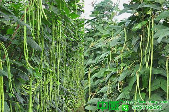 豆角花期用什么肥料？豆角葉面肥怎么用？