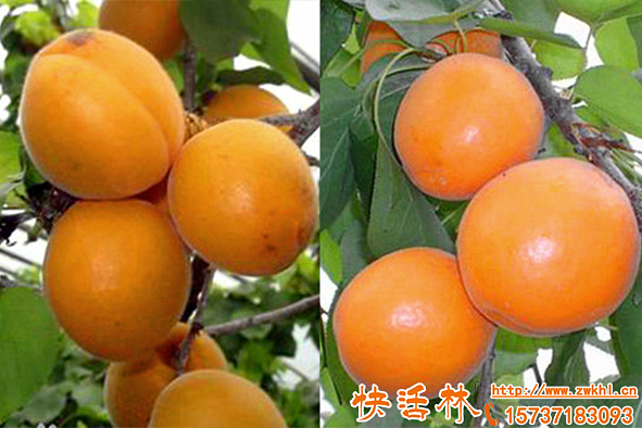 果樹防凍的方法用什么好？果樹受到凍害應(yīng)該怎么辦？
