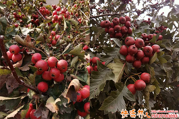快活林山楂樹養(yǎng)護(hù)
