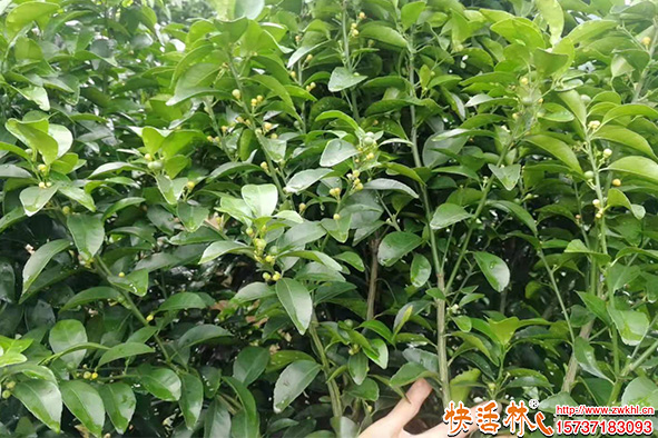 快活林柑橘花期保護(hù)