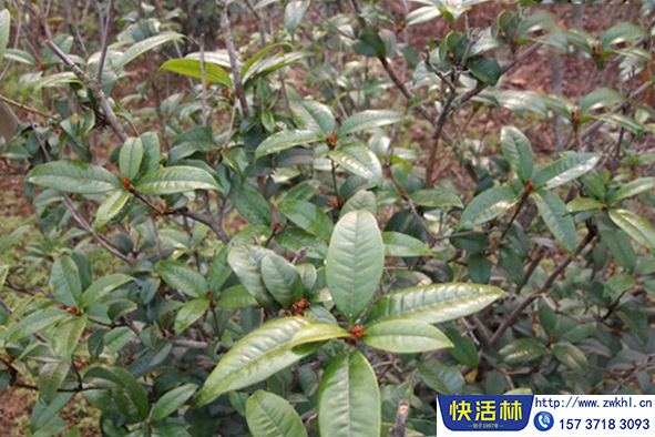 快活林桂花樹(shù)養(yǎng)護(hù)