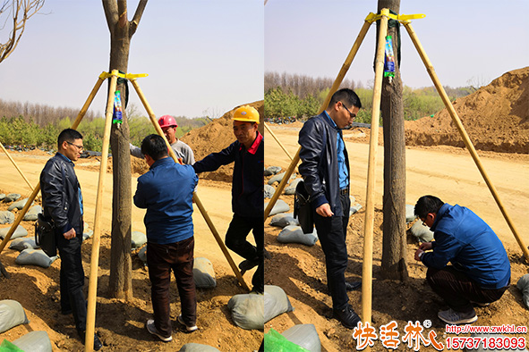 快活林大樹營養(yǎng)液指導(dǎo)使用