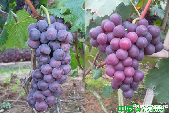 果樹肥料應(yīng)該怎么施？果樹用什么肥料好？