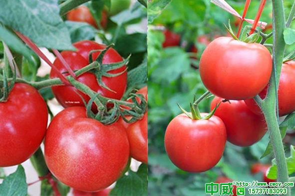 番茄種植技術番茄怎么養(yǎng)護管理用對肥想不高產(chǎn)都難