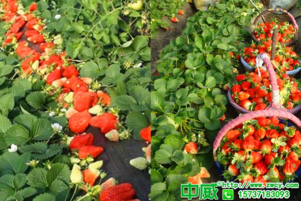 草莓種植技術(shù)不足果實畸形不規(guī)則怎么辦？草莓到底該用什么水溶肥
