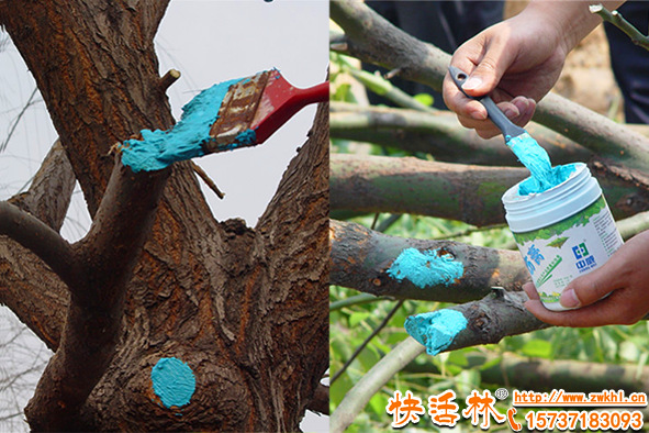 春季栽樹(shù)傷口為什么要涂植物傷口愈合膏？愈合劑哪個(gè)牌子好？