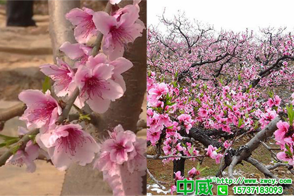 桃樹(shù)謝花怎么保果？桃樹(shù)專用肥用什么怎么施？