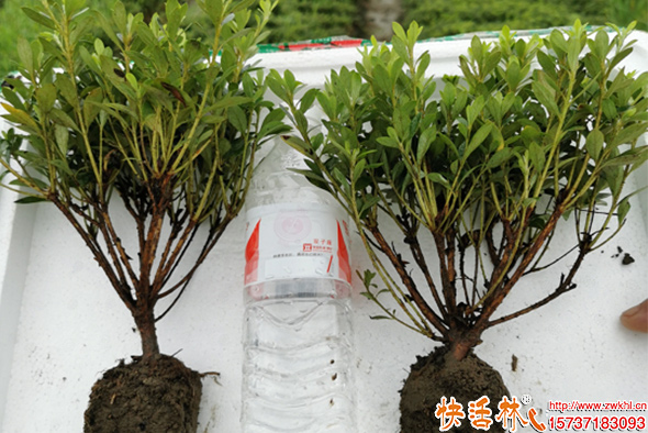 杜鵑快活林潤萬物養(yǎng)護