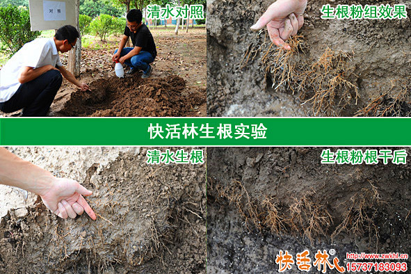 快活林生根粉實驗