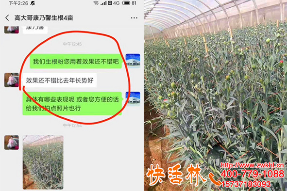 生根粉哪個(gè)品牌好用？云南昆明高經(jīng)理康乃馨粗壯旺盛