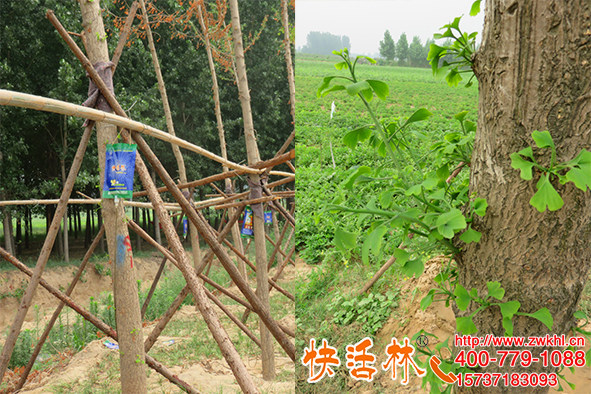 快活林大樹營養(yǎng)液價格多少？北京白經(jīng)理三百多棵銀杏樹新葉厚綠