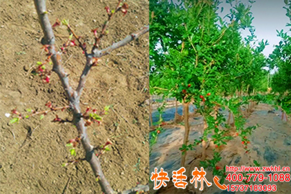 快活林植物防凍液確實(shí)好用，江蘇徐州劉經(jīng)理石榴樹(shù)今年沒(méi)再凍壞