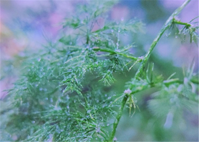 樹苗生根劑 河南中威 15737183093