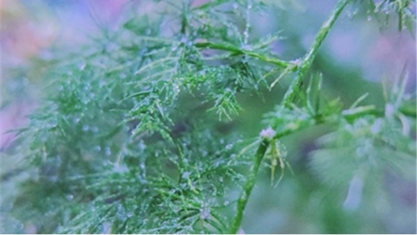 難生根的四季常青針葉類(lèi)移栽用什么樹(shù)苗生根劑