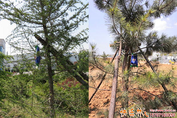 快活林營(yíng)養(yǎng)液松樹救助