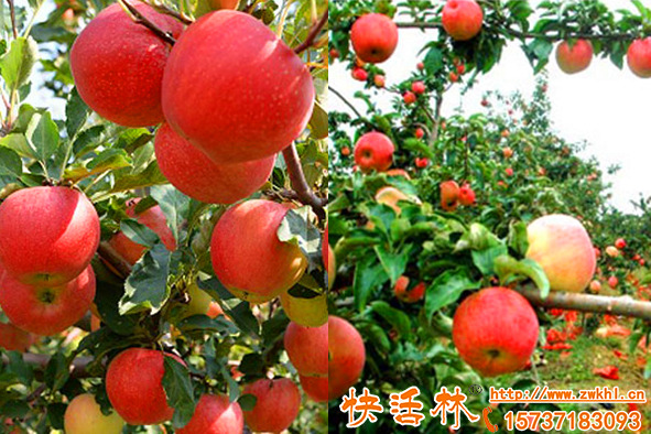 快活林果樹營(yíng)養(yǎng)液促果補(bǔ)營(yíng)養(yǎng)，樹體復(fù)壯精神倍棒結(jié)果就是產(chǎn)量高