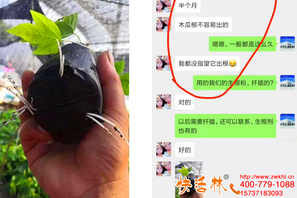 快活林快速生根粉生根效果，廣東蔡經(jīng)理木瓜扦插半月長了五六公分